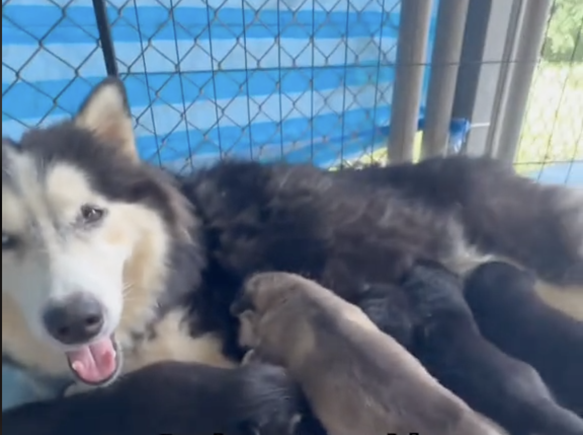 Abandoned in the Jungle, This Pregnant Husky Fought to Survive—Now She’s Finally Home